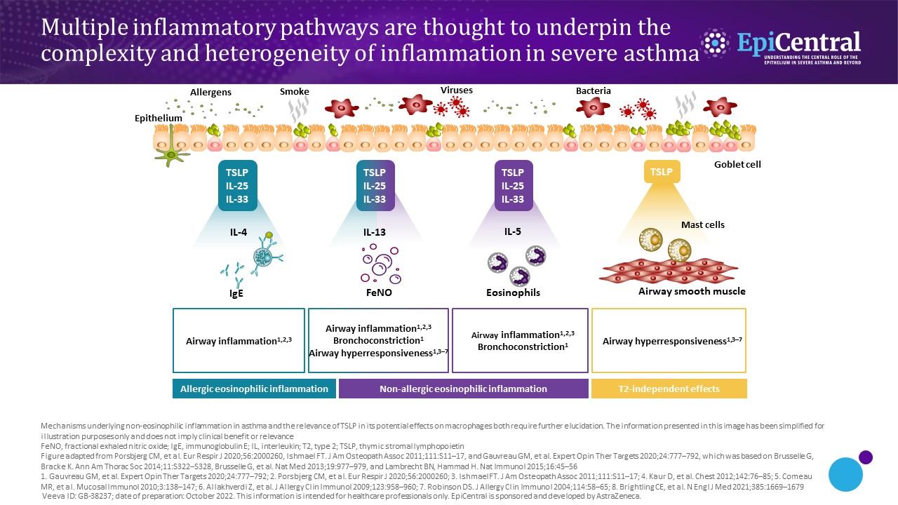 Multiple inflammatory pathways underpin the complexity and heterogeneity of inflammation in severe asthma