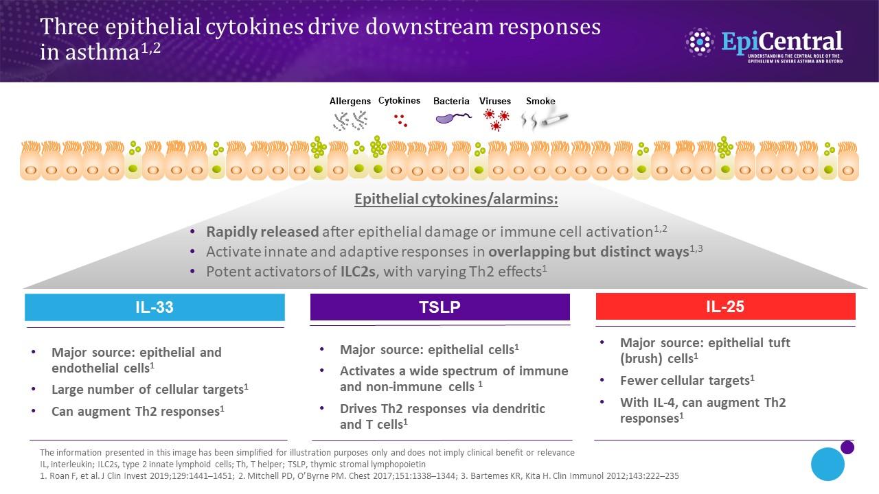 Multiple inflammatory pathways are activated following release of epithelial cytokines from the epithelium