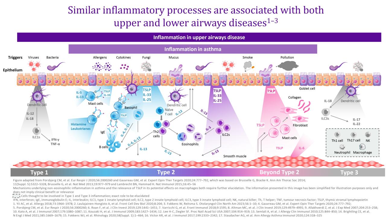 Similar inflammatory processes are associated with both upper and lower airways diseases