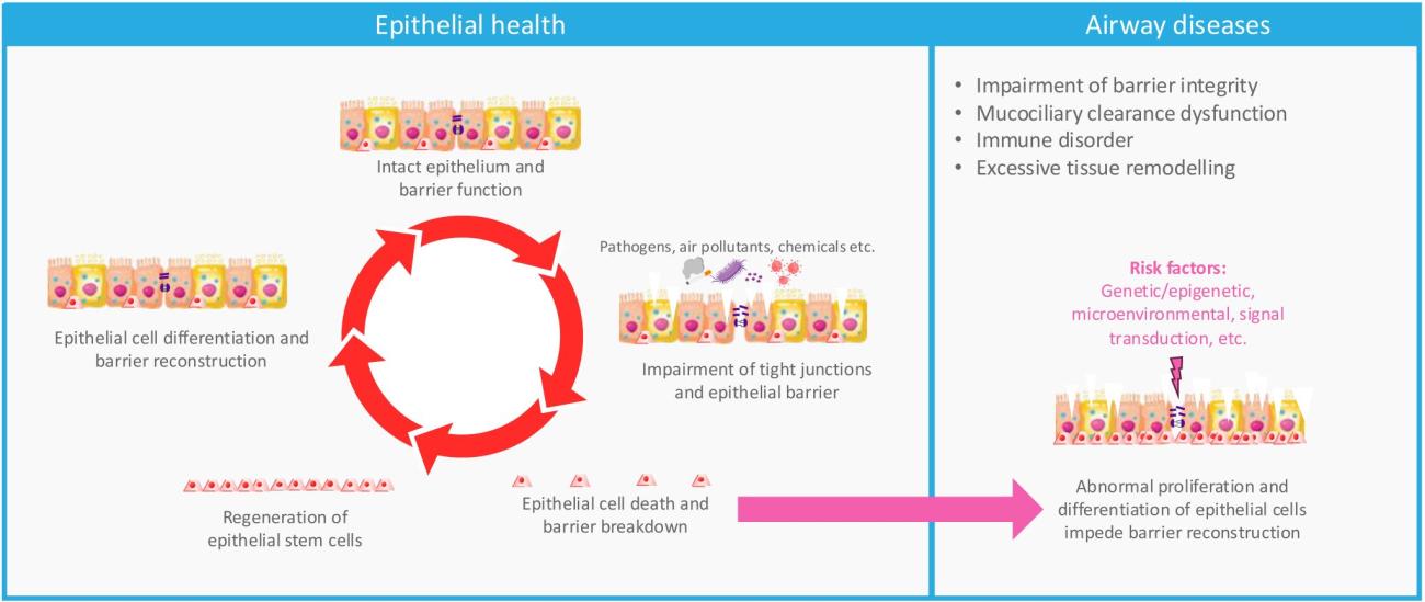 Epithelial health and dysfunction 